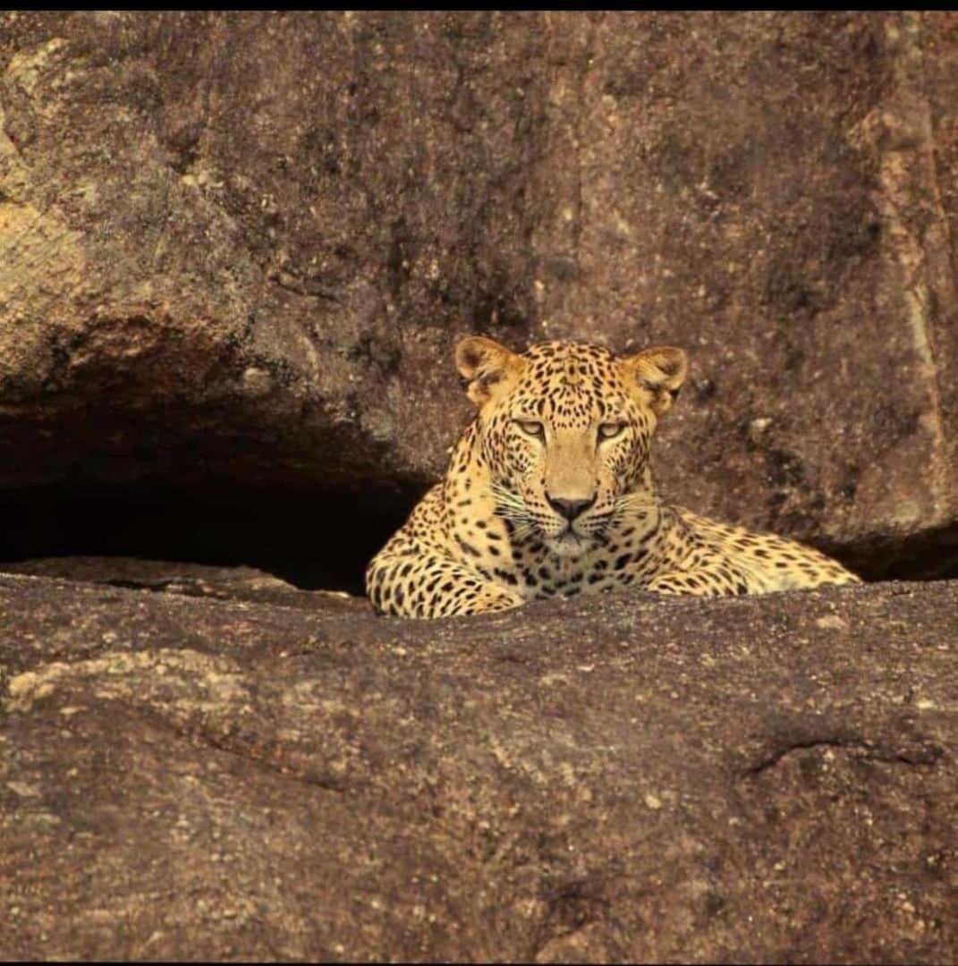 The Bagheera Bagh Jawai Hotell Bera Exteriör bild